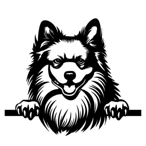 American Eskimo 50 x 43 cm
