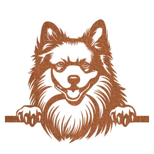 American Eskimo 50 x 43 cm - Afbeelding 2