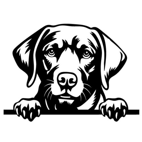 Chesapeak Bay Retriever 50 x 36 cm