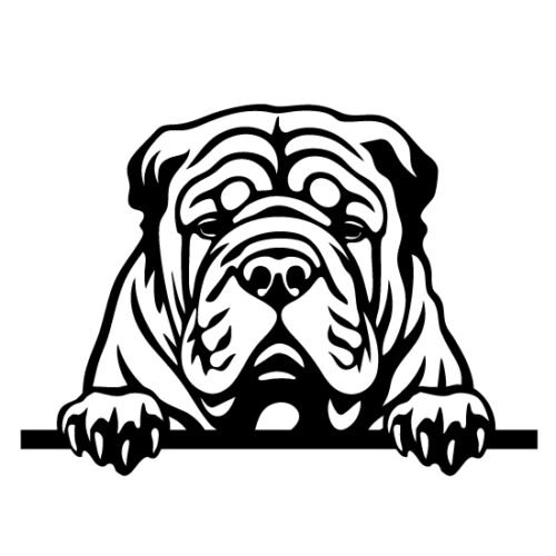 Chinese Sharpei 50 x 36 cm