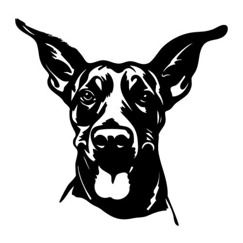 Doberman Pincher 50 x 49 cm