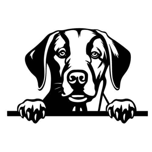 Labrador 59 x 42 cm